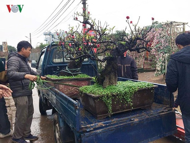 Đút túi tiền triệu mỗi ngày nhờ công việc thời vụ tại vườn đào, quất - 12
Tại vườn đào Thất Thốn của nghệ nhân Phạm Hàm (Nhật Tân, Hà Nội) dịp giáp Tết cũng thường có từ 5-10 lao động thời vụ làm việc. Ông Hàm cho biết, công việc bận rộn, ông phải nhờ cả người thân, họ hàng ở quê lên làm cùng và thuê thêm lao động từ cả các tỉnh khác.
