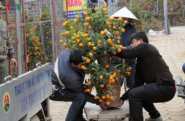 Đút túi tiền triệu mỗi ngày nhờ công việc thời vụ tại vườn đào, quất - 6
Để chuyên môn hóa, mỗi vườn thường có riêng 1 thợ làm nhiệm vụ nâng, chằng cây cảnh lên xe cho khách. Tưởng chừng đơn giản, nhưng thực tế công việc này lại đòi sự sức khỏe, khéo léo, cận thận của người thợ để cây không bị rụng quả, hay gãy lộc, hoa...
