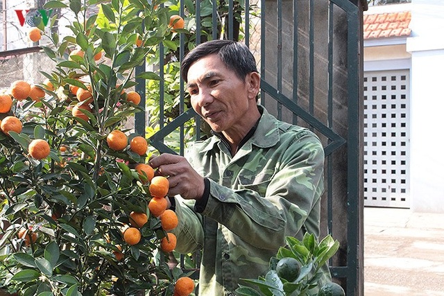 Đút túi tiền triệu mỗi ngày nhờ công việc thời vụ tại vườn đào, quất - 7
Hơn 10 năm nay, cứ đúng rằm tháng Chạp ông Thừa Văn Cúc, quê Thanh Hóa, lại khăn gói khăn gói ra Hà Nội để làm thời vụ tại vườn quất Thế Mạnh. Công việc chính của ông Cúc là chằng, buộc cây cảnh cho khách khi ra về. Công việc cũng chỉ có thế, không có gì vất vả cho lắm. Nếu so với làm nông nghiệp ở quê, hay đi biển thì công việc này vừa nhàn, lại có thu nhập tốt hơn nhiều. Tôi làm từ rằm tháng Chạp đến hết ngày 29, cũng được 7 triệu, kiếm ít tiền về quê ăn Tết, ông Mạnh chia sẻ.