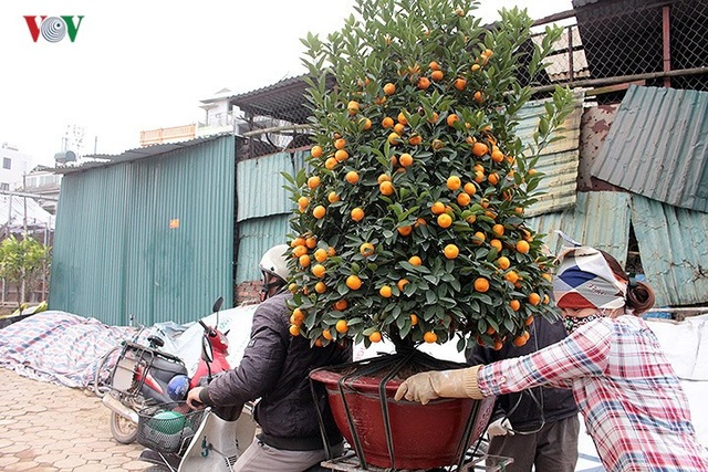 Đút túi tiền triệu mỗi ngày nhờ công việc thời vụ tại vườn đào, quất - 9 Đút túi tiền triệu mỗi ngày nhờ công việc thời vụ tại vườn đào, quất - 9