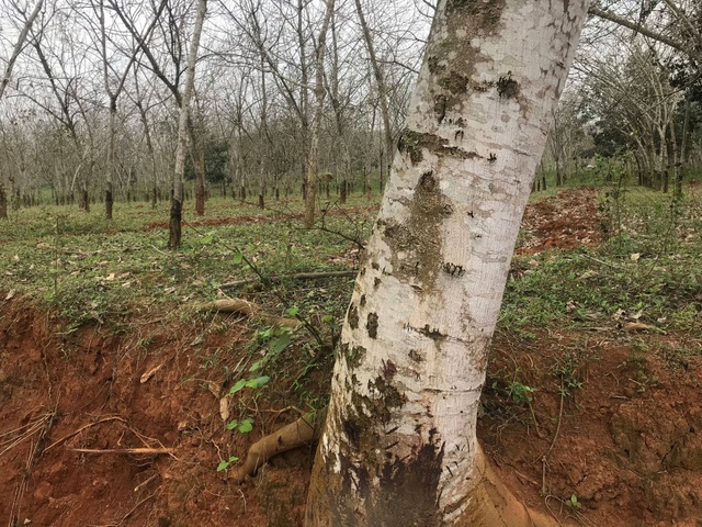 Một cây cao su lớn với đường kính ước đạt 45cm may mắn còn sót lại sau khi 13.000 cây khác bị thanh lý.