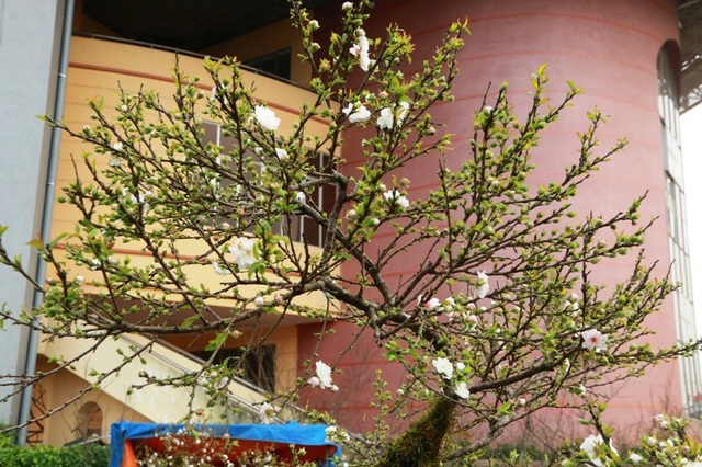 Nhất chi mai Sa Pa giá khủng “đổ bộ” cố đô Hoa Lư đón Tết - 5
Thời điểm này, dù chưa đến Tết Nguyên đán nhưng những cây mai được trưng bán đã bắt đầu nở những bông hoa trắng tinh, giữa nhụy có điểm màu hồng rất đẹp mắt. Trên các cành mai nụ hoa dày đặc từng cành. Giá mỗi cây mai trắng đắt hay rẻ còn phụ thuộc rất lớn vào nụ, hoa, lá trên từng thân cây.