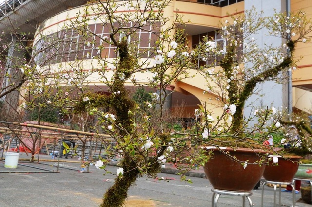 Nhất chi mai Sa Pa giá khủng “đổ bộ” cố đô Hoa Lư đón Tết - 9
Những cây mai trắng được rao bán đều được nhà vườn giải thích thế cây để người mua hiểu hơn, lựa chọn sao cho hợp với không gian, phong thủy của gia đình.