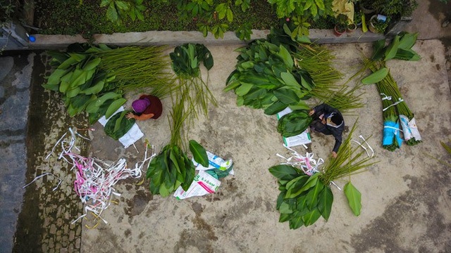 Về thủ phủ lá dong lớn nhất Hà Nội xem người dân "hái tiền" cận Tết - 6 Sau khi cắt, lá dong được phân loại để buộc cẩn thận.