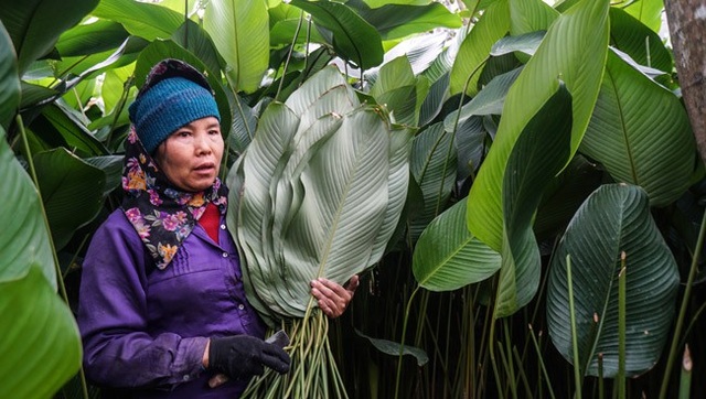 Về thủ phủ lá dong lớn nhất Hà Nội xem người dân "hái tiền" cận Tết - 2 Về thủ phủ lá dong lớn nhất Hà Nội xem người dân "hái tiền" cận Tết - 2