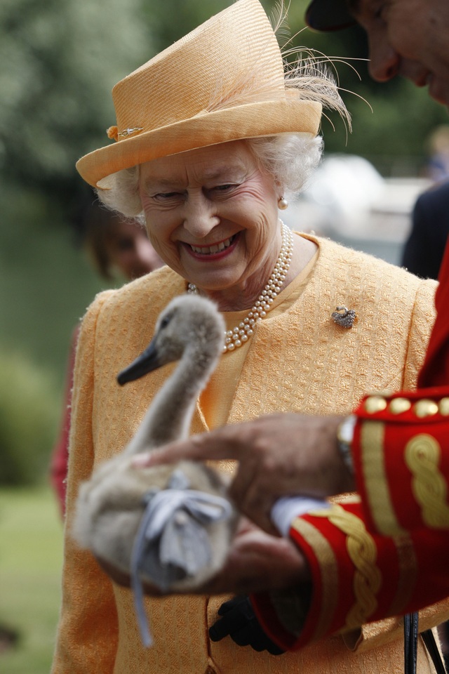 Chim thiên nga ở Anh được Nữ hoàng Anh bảo hộ