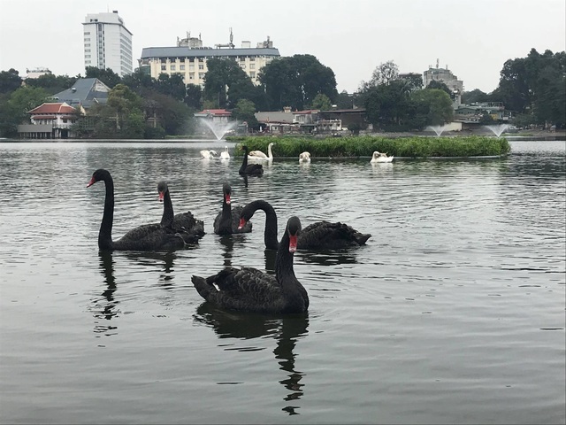 Hà Nội bất ngờ chuyển 12 con thiên nga khỏi hồ Hoàn Kiếm - 2
Đàn thiên nga bơi lộ trong hồ Thiền Quang sáng 6/2
