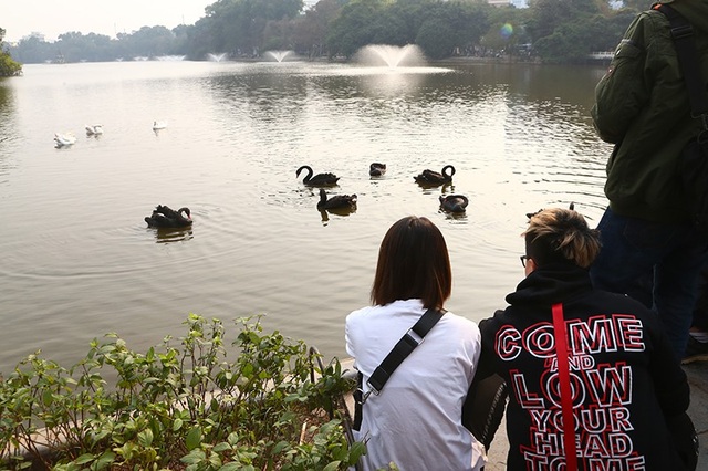 Niềm vui "chẳng tày gang" ngắm thiên nga tại Hồ Gươm của bạn trẻ Hà Nội - 4 Niềm vui "chẳng tày gang" ngắm thiên nga tại Hồ Gươm của bạn trẻ Hà Nội - 4