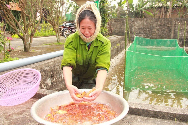 Nhờ nuôi cá chép đỏ, người dân tại làng Hữu Hậu sẽ có được cái Tết no ấm hơn