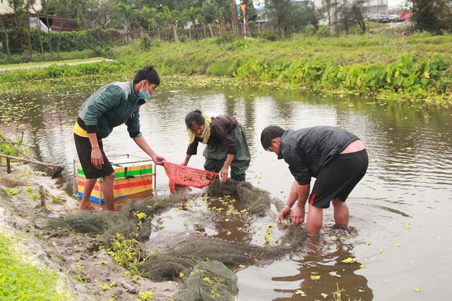 Người dân làng Hữu Hậu nhộn nhịp thu hoạch cá trước ngày Tết ông Táo