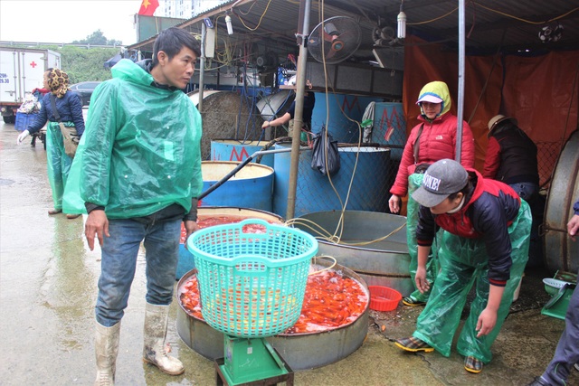 Thương lái đang cân cá chép đỏ để bán cho khách mua lẻ. (Ảnh: Hồng Vân)