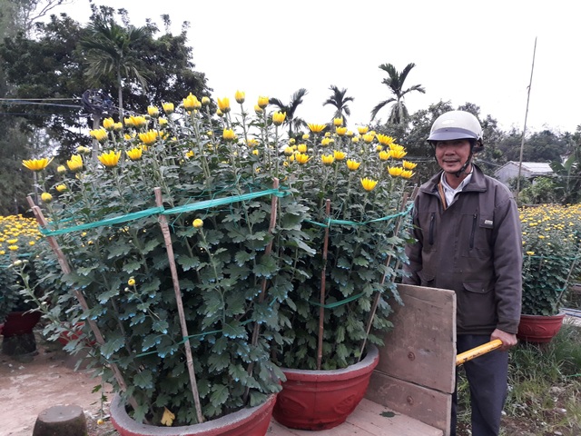 Thủ phủ hoa cúc vàng rực ngày giáp Tết - 7 Nhiều người dân địa phương đến tận vườn để chọn mua những chậu cúc đẹp nhất