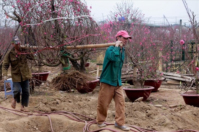 Nông dân đi đánh gốc đào thuê: Mỗi ngày kiếm tiền triệu - 1 Nông dân đi đánh gốc đào thuê: Mỗi ngày kiếm tiền triệu - 1