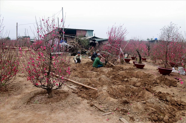 
Nhiều nông dân bán sức để lấy tiền trên những vườn đào tại vườn đào Nhật Tân vào những dịp giáp tết. Đa số họ là người không có công ăn việc làm ổn định ở quê tìm đến những vườn đào để kiếm thu nhập.
