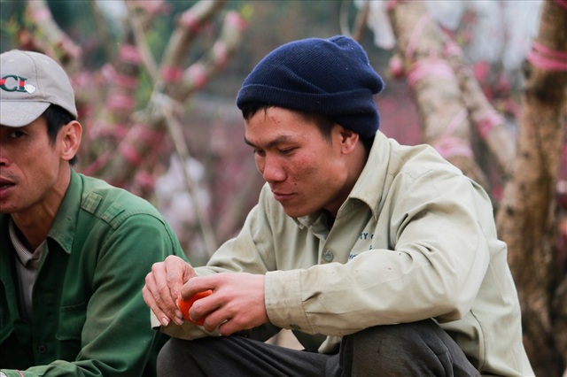 Nông dân đi đánh gốc đào thuê: Mỗi ngày kiếm tiền triệu - 8
Anh Hùng ở huyện sông Lô Vĩnh Phúc cho biết: “Tôi đến đây từ tháng đầu 10 ai gọi gì cũng làm, anh em cửu vạn (những người làm nghề bốc vác, nặng nhọc) làm việc bằng sức lực, cứ có tiền là làm thôi.