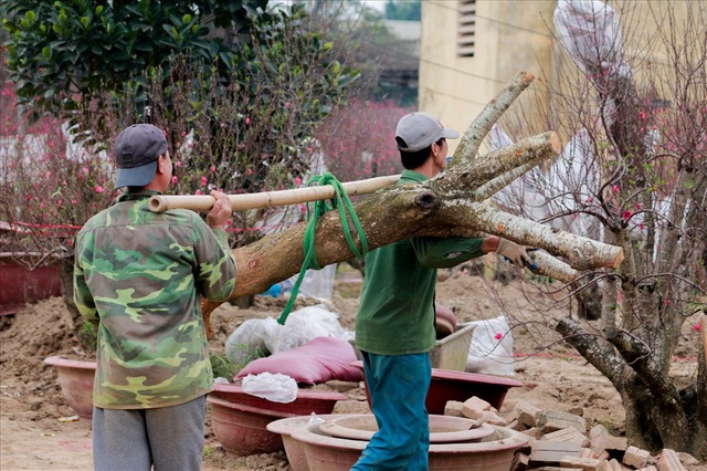 Nông dân đi đánh gốc đào thuê: Mỗi ngày kiếm tiền triệu - 9
Việc đào và di chuyển cây bắt đầu từ 6h sáng đến 22h đêm mỗi ngày bất kể làm dưới trời lạnh buốt.