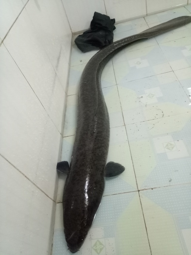 Bắt được cá lệch "khủng" nặng gần 10kg trong sáng ngày đầu năm - 3
Hiện giá con cá này vẫn chưa được tiết lộ.