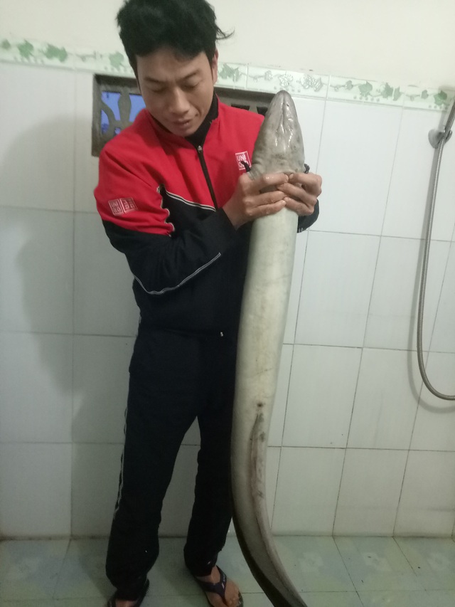 Bắt được cá lệch "khủng" nặng gần 10kg trong sáng ngày đầu năm - 1 Con cá lệch hay còn gọi là cá chình dài 1,6m.