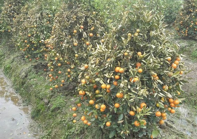 Những vụ phá hoại nhằm thẳng vào "nồi cơm" của người nông dân - 2 Những cây quất được đầu tư, chăm sóc hơn 2 năm trời bỗng dưng chết trắng vì bị phá hoại