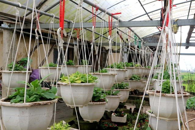 Làng hoa Hội An “nín thở” chờ Tết Nguyên đán - 3 Làng hoa Hội An “nín thở” chờ Tết Nguyên đán - 3