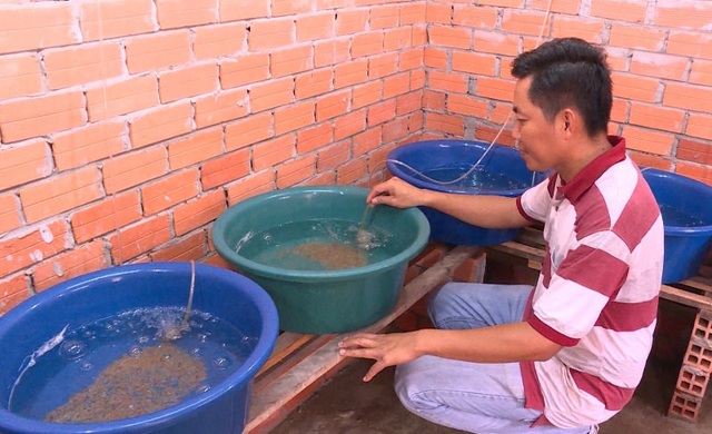 Vĩnh Long: Bỏ làm giám đốc về quê nuôi lươn kiếm tiền tỷ - 1 Anh Tân đang ươm trứng lươn trong nhà.