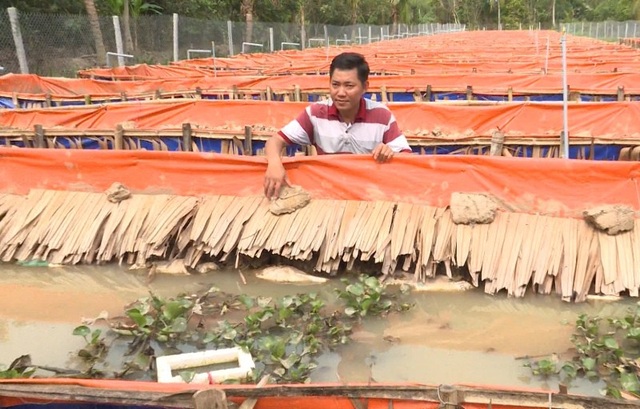 Vĩnh Long: Bỏ làm giám đốc về quê nuôi lươn kiếm tiền tỷ - 3 Trang trại nuôi lươn bố mẹ để lấy trứng ấp của anh Tân