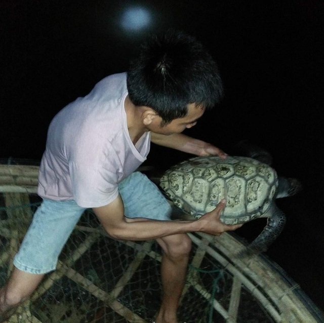Được vận động, ngư dân mang vích biển quý hiếm thả về đại dương - 3 Sau nhiều giờ vướng lưới, chú vích đã được quay lại với đại dương