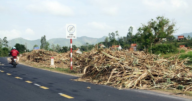 Mía ngã, giá thấp, người trồng thấp thỏm lo thua lỗ - 1
Mía được khai thác và bán với giá từ 770 – 800 nghìn đồng/tấn, thấp hơn năm ngoái hơn 100 nghìn đồng/tấn