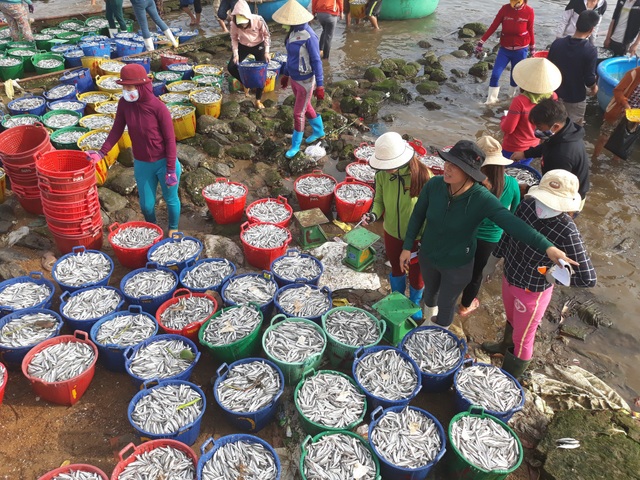 Quảng Ngãi: Rộn ràng mùa hấp cá cơm - 1 Mỗi ngày ngư dân Tịnh Kỳ đánh bắt được từ 300 - 400 tấn cá cơm, phần lớn số cá này sẽ được thu mua để hấp làm cá cơm khô