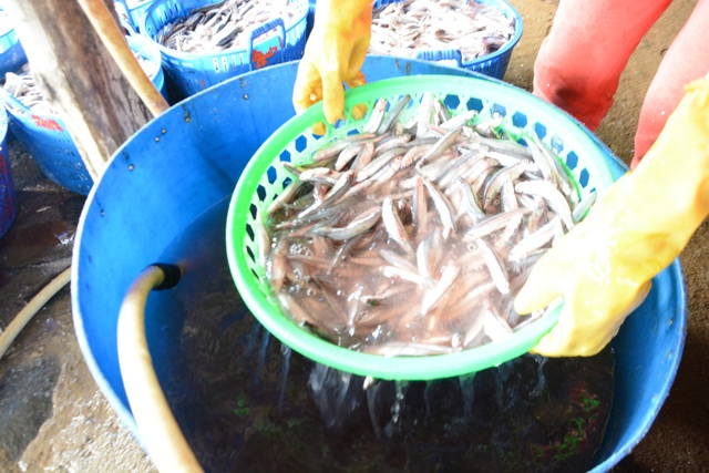 Quảng Ngãi: Rộn ràng mùa hấp cá cơm - 2 Cá cơm được rửa nhẹ nhàng sau đó đưa lên vỉ hấp
