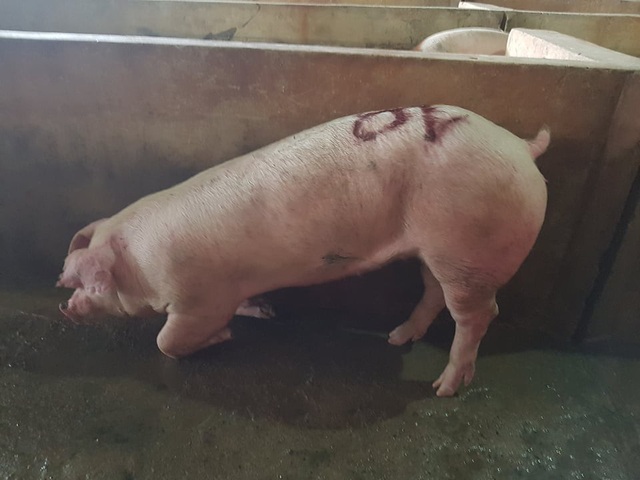 Vụ dân bao vây lò mổ: Toàn bộ số lợn dương tính với lở mồm, long móng - 2 Người dân nghi ngờ lợn bị nhiễm bệnh, tuy nhiên cơ quan thú y huyện Hương Khê lại chủ quan cho rằng, lợn bị thương do quá trình vận chuyển
