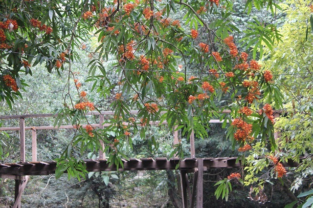 Quảng Bình: Say đắm với sắc hoa vàng anh giữa lòng di sản - 7 Vàng anh có tán lá rộng và thấp, nằm mấp mé ngả mình xuống dòng suối trong veo nhưng nổi bật dưới nền trời xanh trong của mùa hè, trong lòng núi rừng Phong Nha hùng vĩ.
