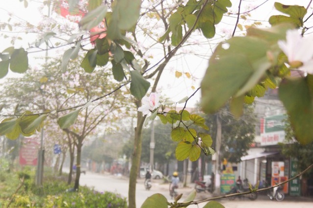 Dân làng ngỡ ngàng vì vẻ đẹp của "rừng" hoa ban ven đô Hà Nội - 2 Trong số hơn 100 cây hoa ban tại đây thì đa phần là hoa ban trắng.