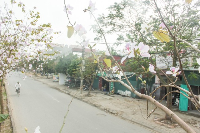 Dân làng ngỡ ngàng vì vẻ đẹp của "rừng" hoa ban ven đô Hà Nội - 5 Ở bên kia đường là những hộ dân cư sinh sống. Trong quan niệm của người Thái, hoa ban vừa là biểu tượng của đạo hiếu đối với cha mẹ, vừa là biểu tượng của tình yêu trai gái.