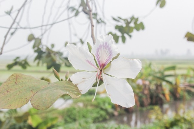 Dân làng ngỡ ngàng vì vẻ đẹp của "rừng" hoa ban ven đô Hà Nội - 7 Dân làng ngỡ ngàng vì vẻ đẹp của "rừng" hoa ban ven đô Hà Nội - 7