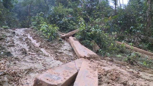 Truy rõ trách nhiệm trong vụ phá rừng nghiêm trọng ở Quảng Bình - 1 Vụ phá rừng nghiêm trọng xảy ra tại địa bàn xã Thanh Hóa, huyện Tuyên Hóa (Quảng Bình)