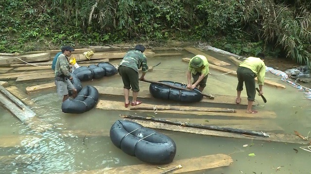 Truy rõ trách nhiệm trong vụ phá rừng nghiêm trọng ở Quảng Bình - 2 Số gỗ bị đốn hạ đang được chính quyền huyện Tuyên Hóa bố trí lực lượng đưa về Trạm kiểm lâm Khe Núng