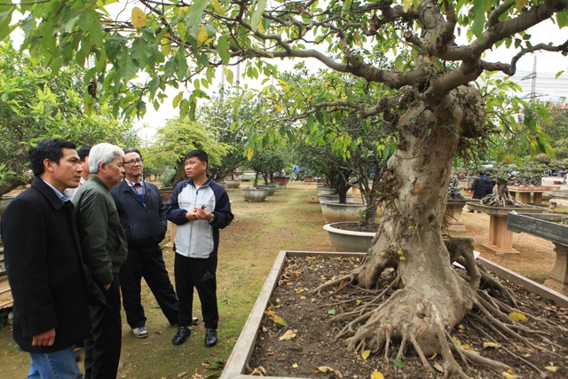 Chiêm ngưỡng vườn cảnh triệu đô của đại gia Phú Thọ - 14 Rất nhiều cây bản địa có hình thù kì quái được giới chơi cây săn lùng tại vườn cây nhà anh Toàn. Được biết, mỗi ngày vườn cây của anh Toàn thu hút hàng đoàn khách yêu cây từ khắp mọi miền đất nước đến tham quan, thưởng lãm.
