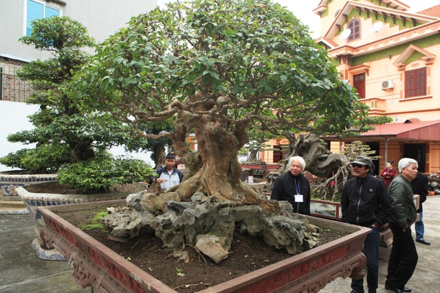 Chiêm ngưỡng vườn cảnh triệu đô của đại gia Phú Thọ - 11 Với hàng trăm cây cảnh quý hiếm, năm 2014 vườn cây “độc nhất vô nhị này” từng được hội Sinh vật cảnh Châu Á bình chọn là Vườn cây xuất sắc nhất Đông Nam Á. Năm 2015 vườ cây tiếp tục được các tổ chức trong nước công nhận là vườn cây cảnh di sản đầu tiên tại Việt Nam.