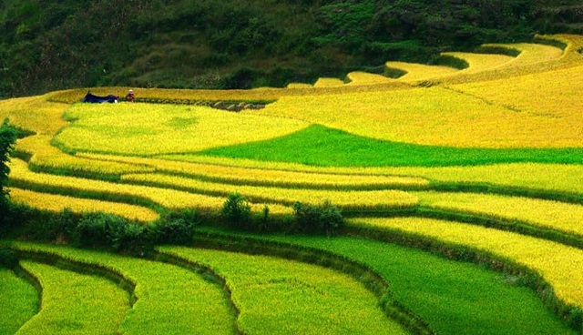 Tại Hoàng Su Phì, mùa lúa chín vàng thường vào khoảng tháng 9, tháng 10 hằng năm