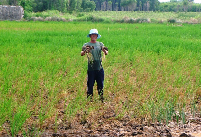 Dân bức xúc thúc cán bộ "đừng hứa nữa, mau cứu lúa, cứu dân!" - 5 Anh Phan Công Danh ăn ngủ không yên vì diện tích lúa nhiễm mặn chết cứ tăng dần