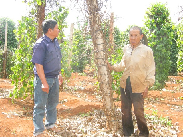 Người dân đổ xô đi đào rễ tiêu bán cho thương lái Trung Quốc - 2 Nhiều diện tích tiêu chết được bà con thu gom để bán cho các thương lái