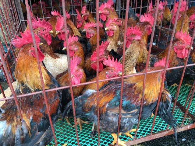 Ngày hội cúng gà toàn dân, tiệm nhỏ cũng bán trăm con ngày rằm - 2 Gà trống là gà dùng để cúng lễ