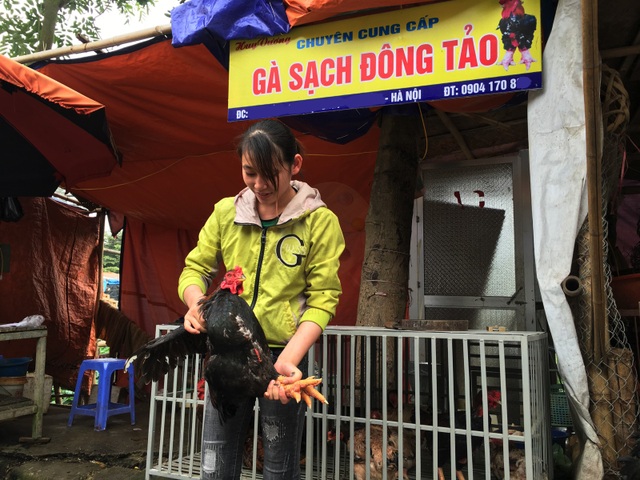 Ngày hội cúng gà toàn dân, tiệm nhỏ cũng bán trăm con ngày rằm - 4 Gà đông tảo cũng được nhiều khách chọn mua