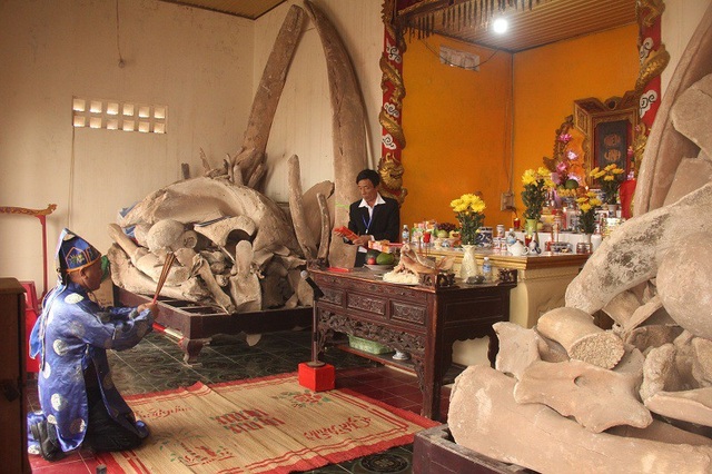 Quảng Bình: Độc đáo Lễ Cầu ngư của người dân làng biển - 6 Bên trong Linh Ngư Miếu, nơi thờ hai bộ xương cá voi khổng lồ mà người dân gọi là cá Ông và cá Bà