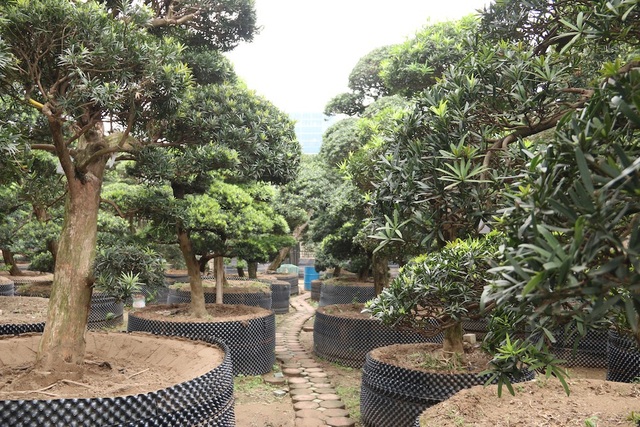 Cận cảnh vườn tùng cổ thụ trăm tuổi “độc nhất, vô nhị” ở Hà Nội - 8 Khi về Việt Nam, tùng la hán được trồng trong các bồn đất lớn và được các nghệ nhân cây cảnh trực tiếp chăm sóc, cắt tỉa.