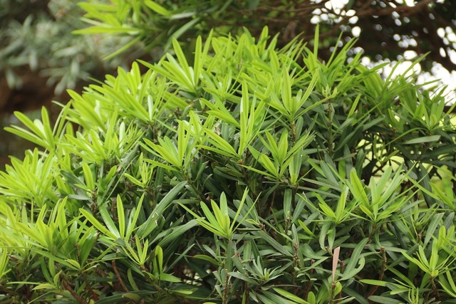 Cận cảnh vườn tùng cổ thụ trăm tuổi “độc nhất, vô nhị” ở Hà Nội - 9 Trung bình mỗi cây tùng la hán Nhật Bản ở vườn ông Lành có giá bán từ vài trăm triệu cho đến cả chục tỷ.