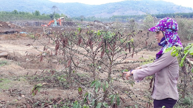 Hàng nghìn cây cà phê chết đột ngột, dân “vác” đơn kêu cứu! - 2 Vườn cà phê chị Thúy nằm sát mỏ đá