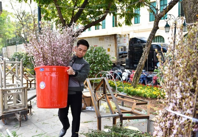 Choáng ngợp trước khung cảnh hoa anh đào khoe sắc tuyệt đẹp giữa Hà Nội - 4 Các cành hoa anh đào trước đó được vận chuyển bằng máy bay sau đó bảo quản lạnh đưa về trưng bày tại tượng đài Lý Thái Tổ.