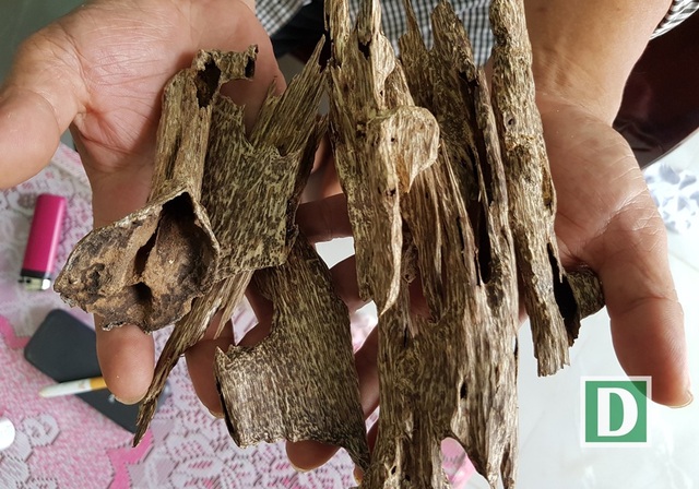 Những mẫu trầm có hình thù kỳ dị ở “xứ trầm” Khánh Hòa - 1 Người chủ lò trầm ở Vạn Thắng (Vạn Ninh, Khánh Hòa) cho biết, loại trầm cầm trên tay của ông là trầm tự nhiên, mỗi kg lên tới 100 triệu đồng